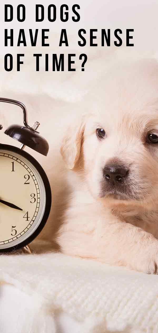 Do Dogs Have A Sense Of Time?