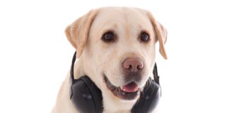 do dogs like music