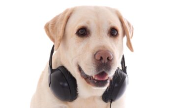 do dogs like music