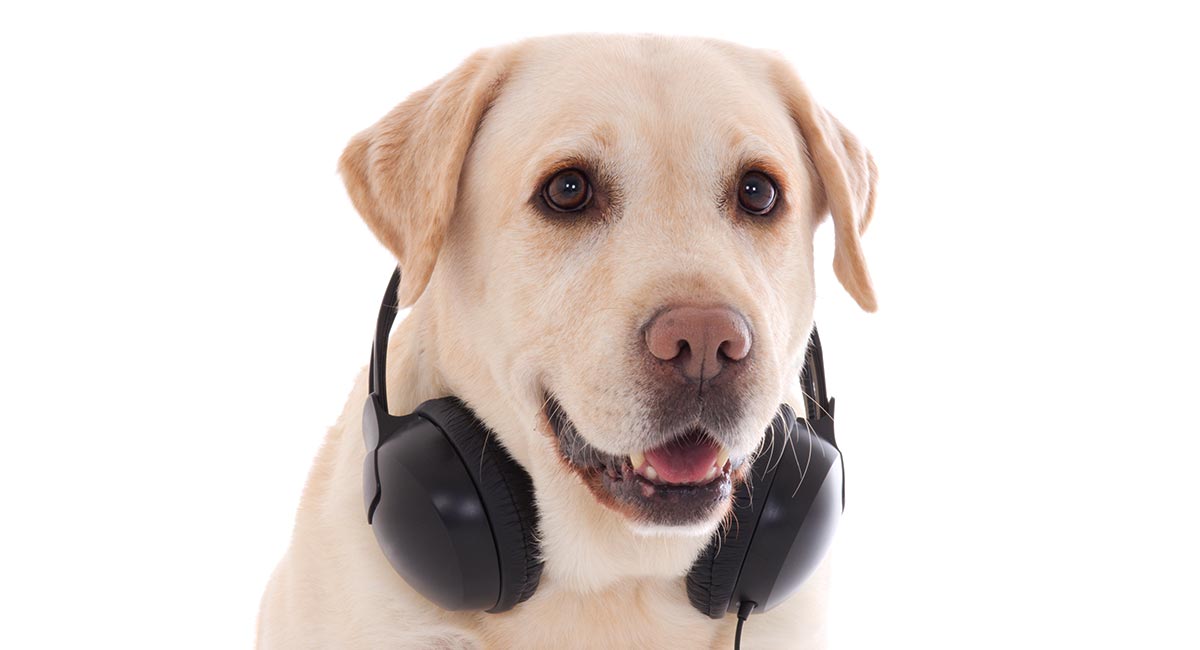 whats the highest frequency dogs can hear