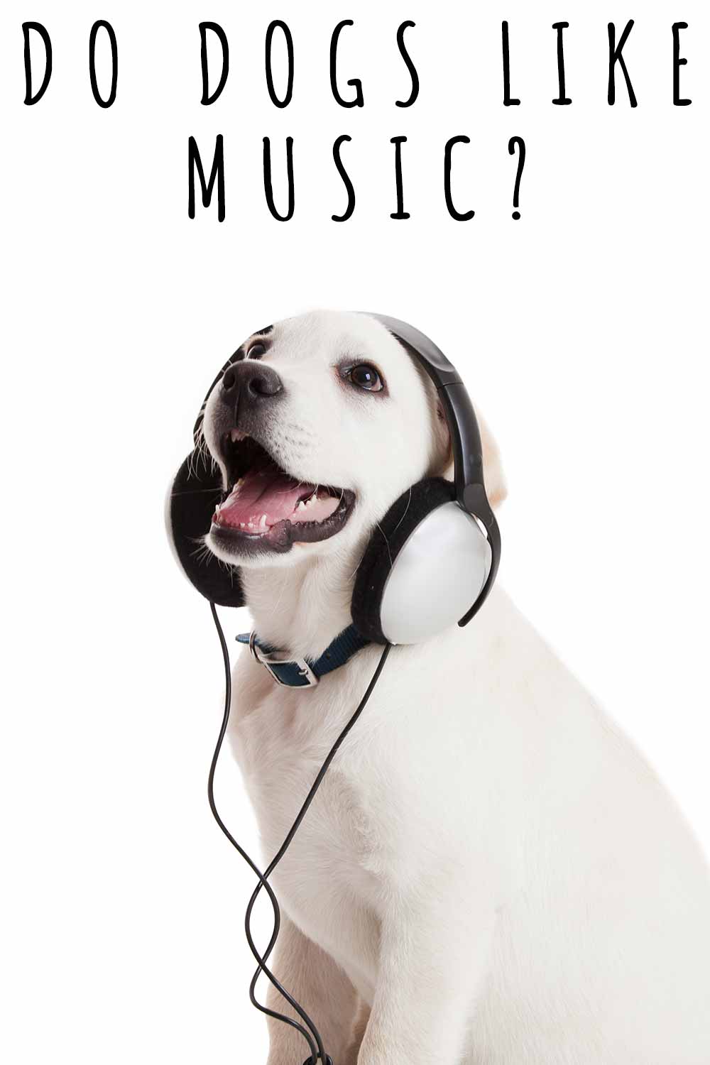 do dogs like music