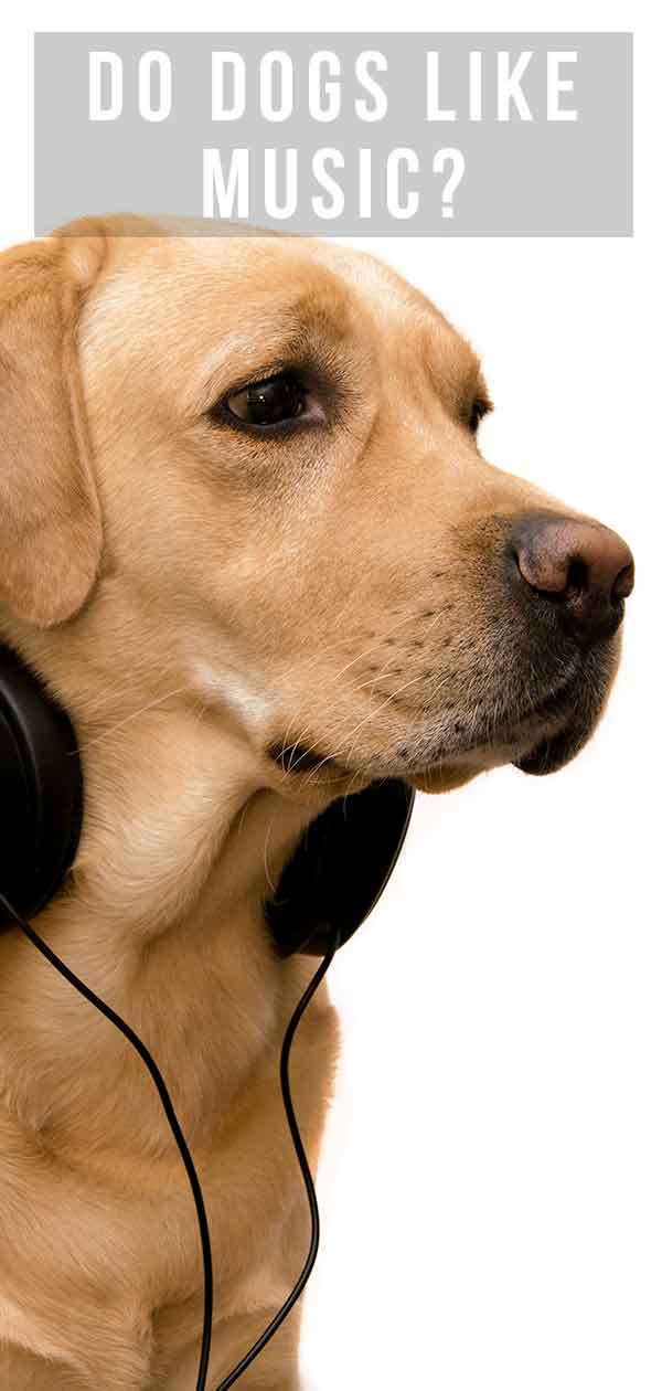 Do Dogs Like Music?