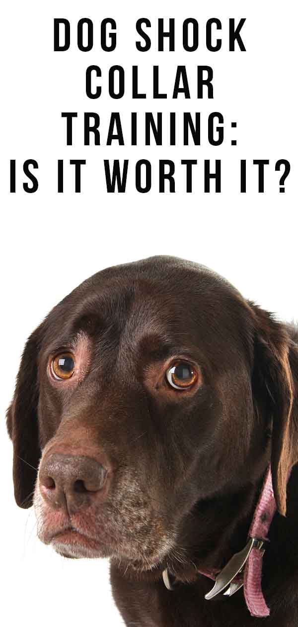 Dog Shock Collar Training- Is It Worth It?