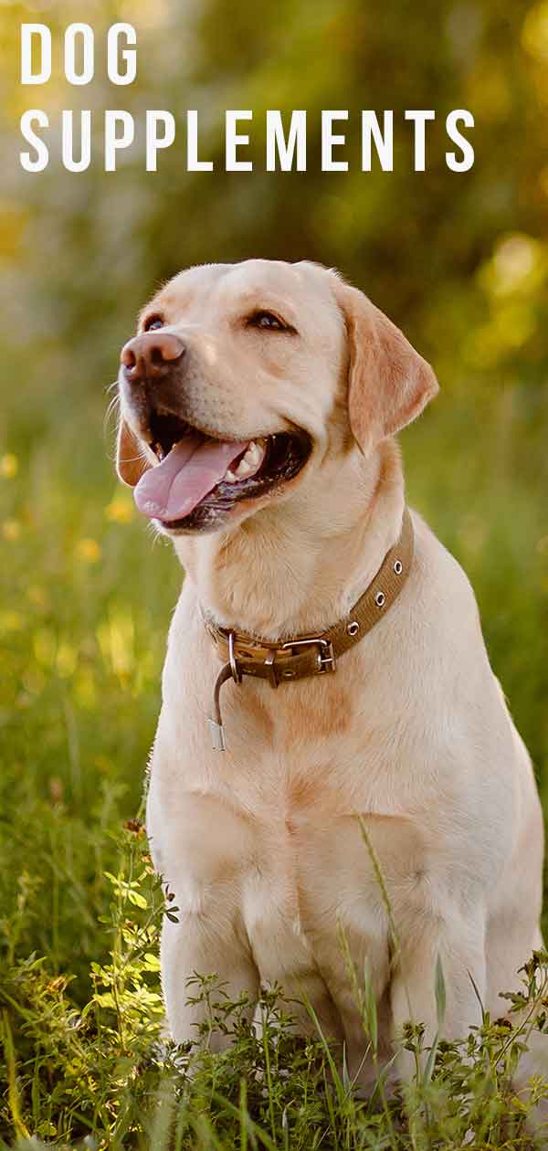 best vitamins for labrador retrievers