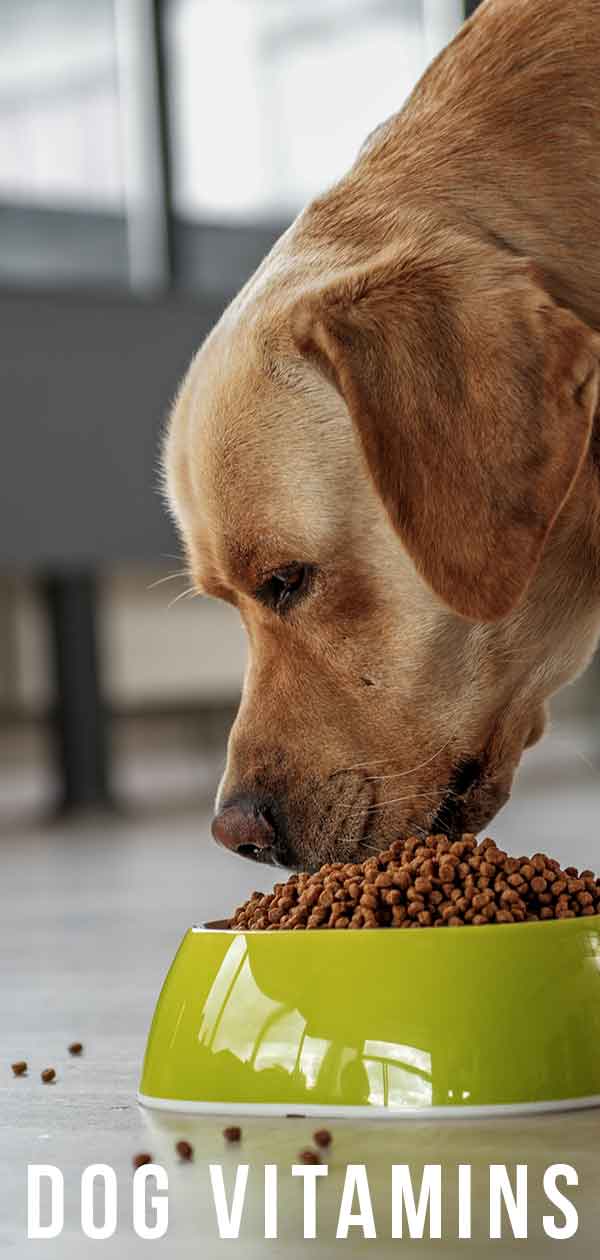 best vitamins for labrador retrievers