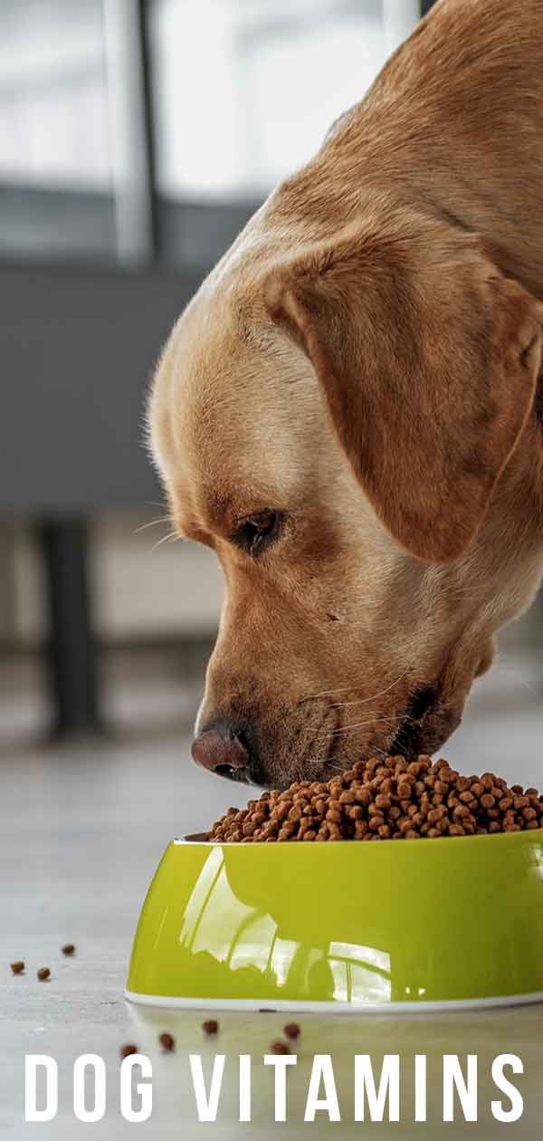 Dog Vitamins Which Ones You Should be Using and Why