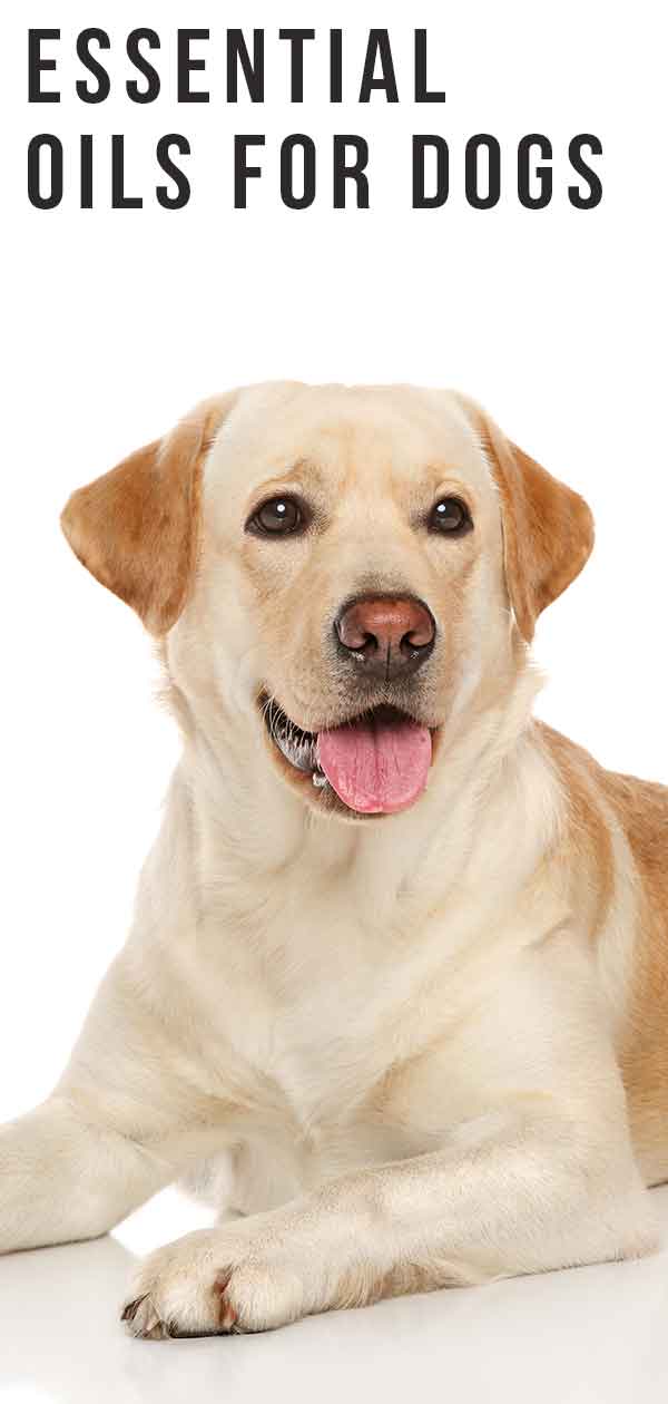 Essential oils to stop dogs deals from chewing