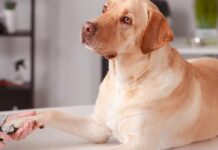 how to stop a dog's nail from bleeding