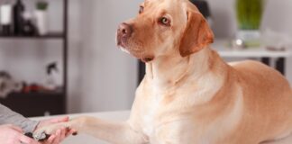 how to stop a dog's nail from bleeding