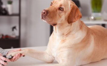 how to stop a dog's nail from bleeding