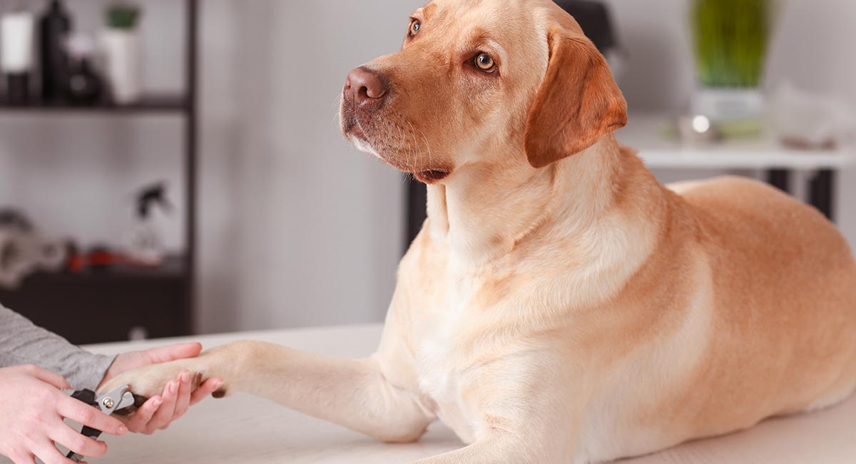 quick powder for dogs