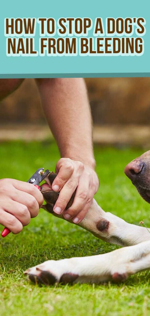How To Stop A Dog’s Nail From Bleeding Safely and Quickly