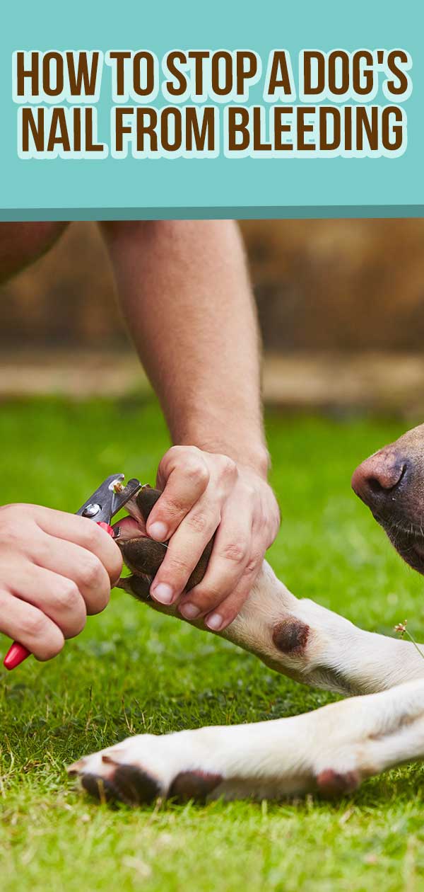 how to stop a dog's nail from bleeding