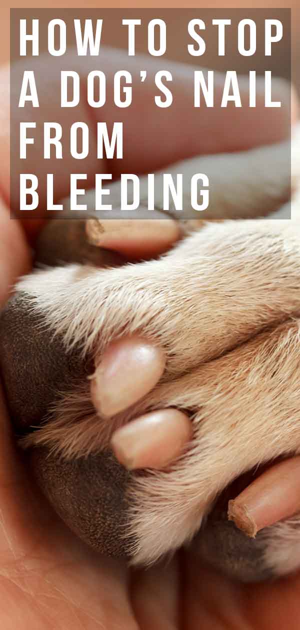 How To Stop A Dog’s Nail From Bleeding