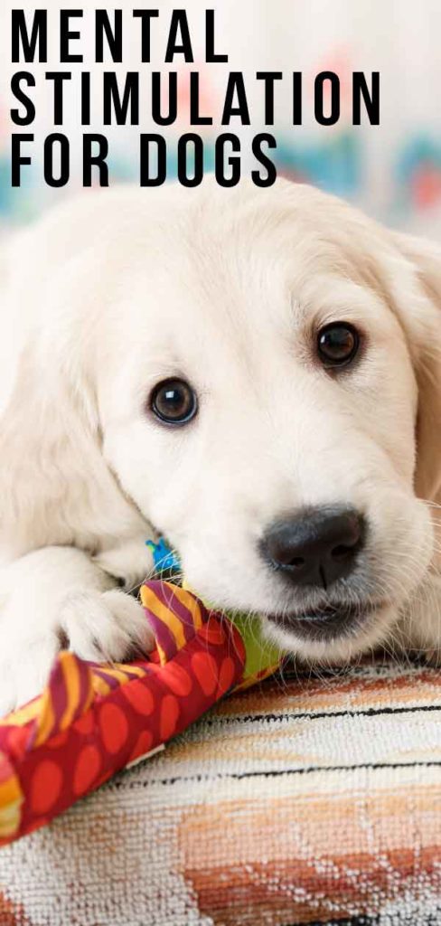 Mental Stimulation For Dogs - Keeping Their Brains Busy