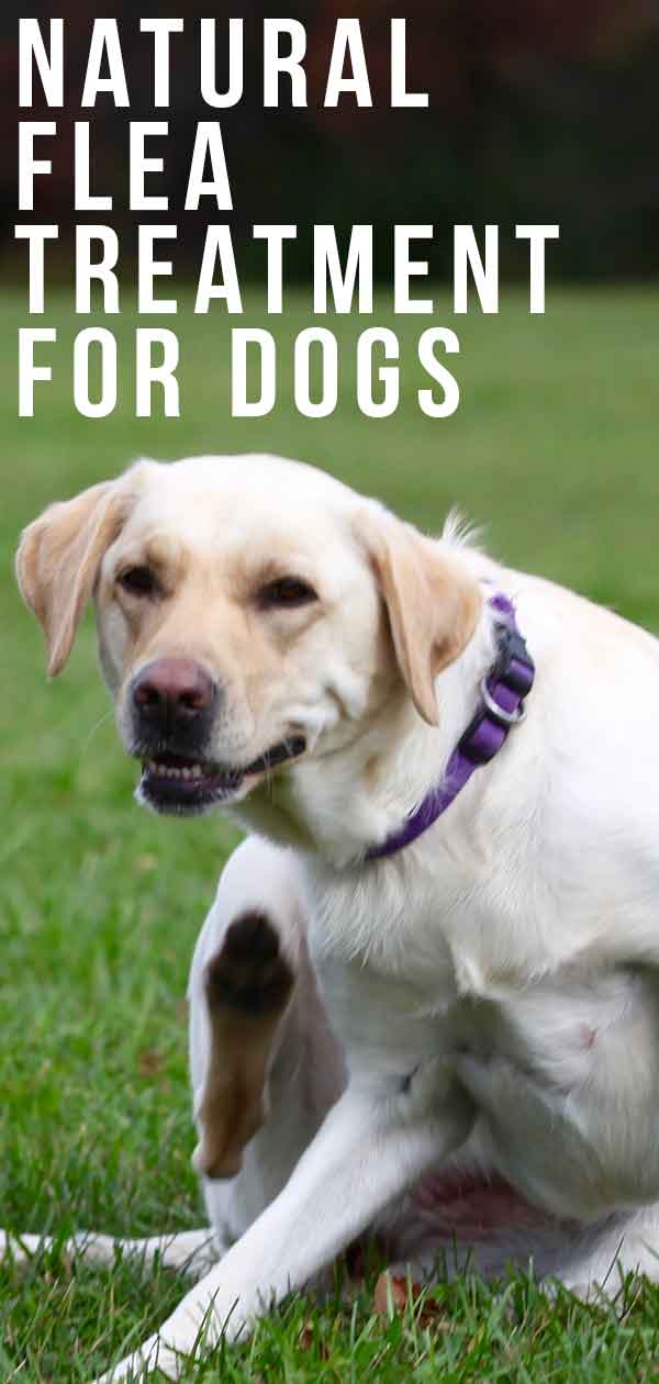 natural flea treatment for dogs uk