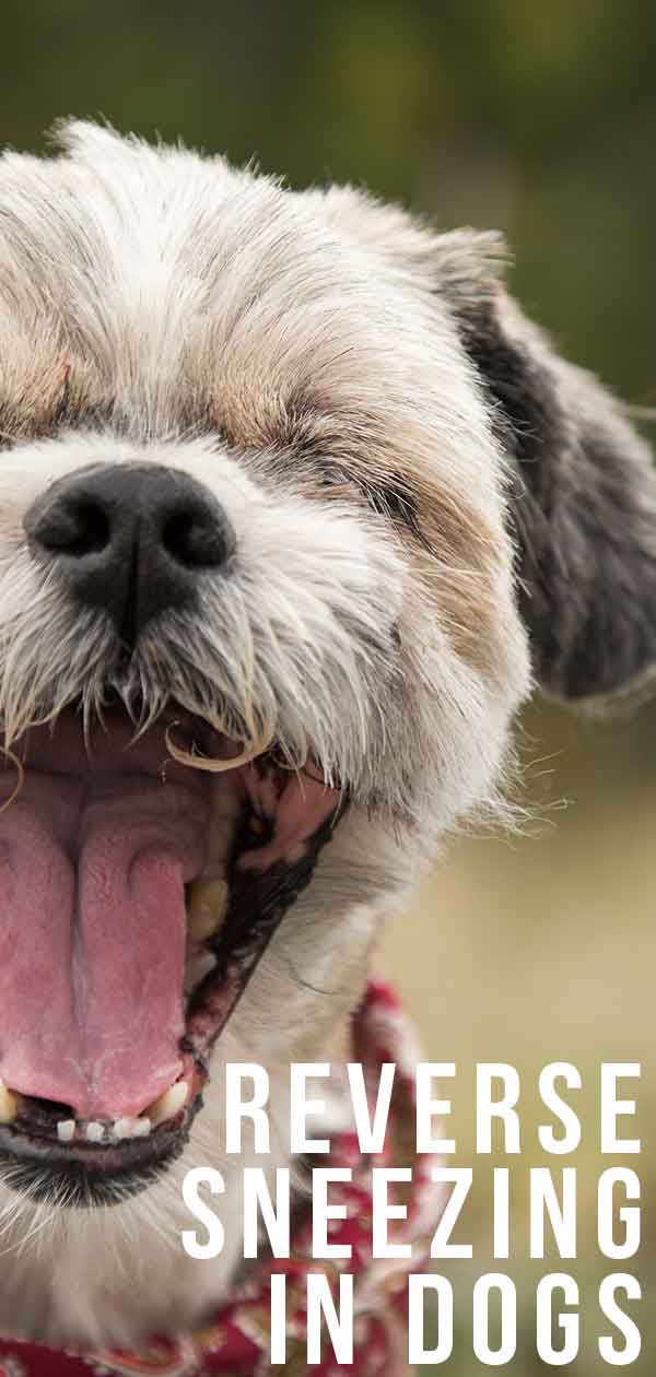 Reverse Sneezing In Dogs - What Causes It And Do I Need To ...