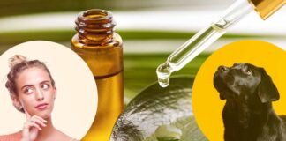 tea tree oil and dogs