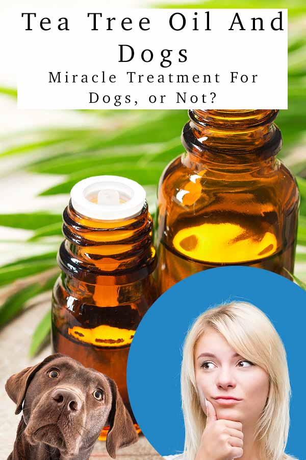 tea tree oil for dogs ticks