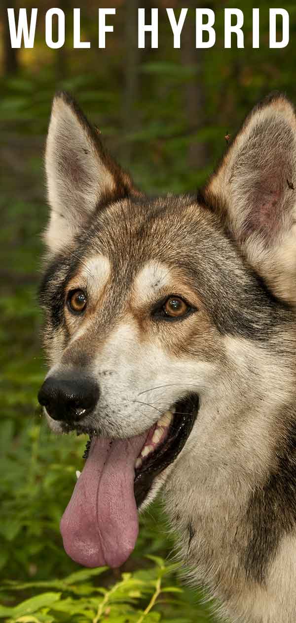 wolf retriever mix