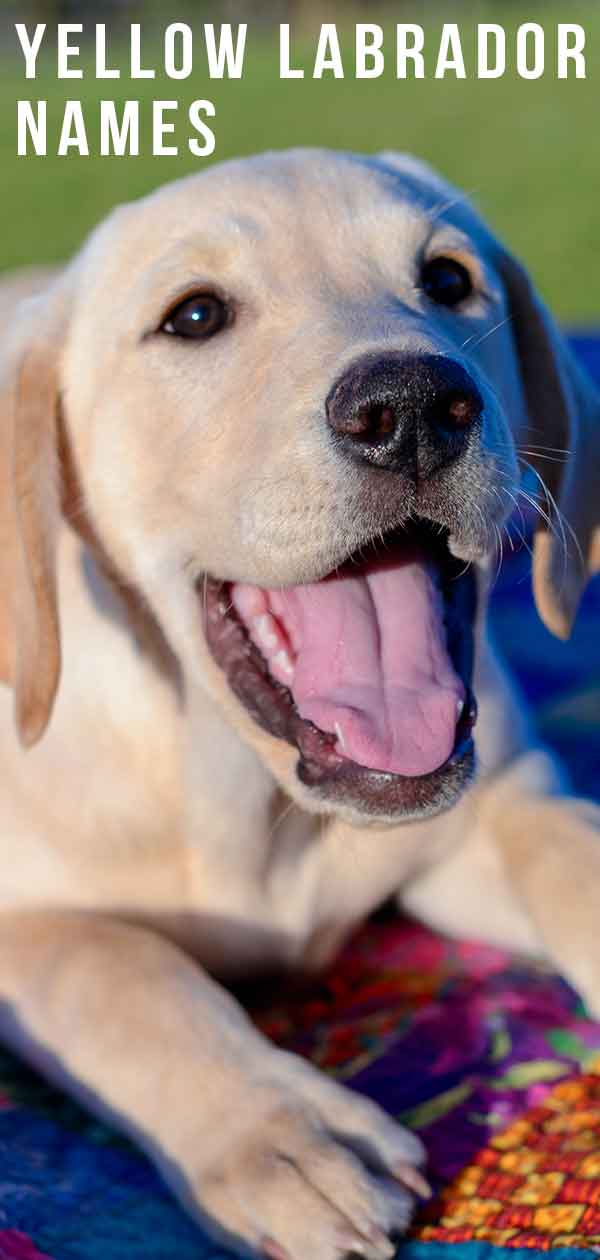 Yellow Lab Names – 250 Awesome Ideas For Naming Your Pup