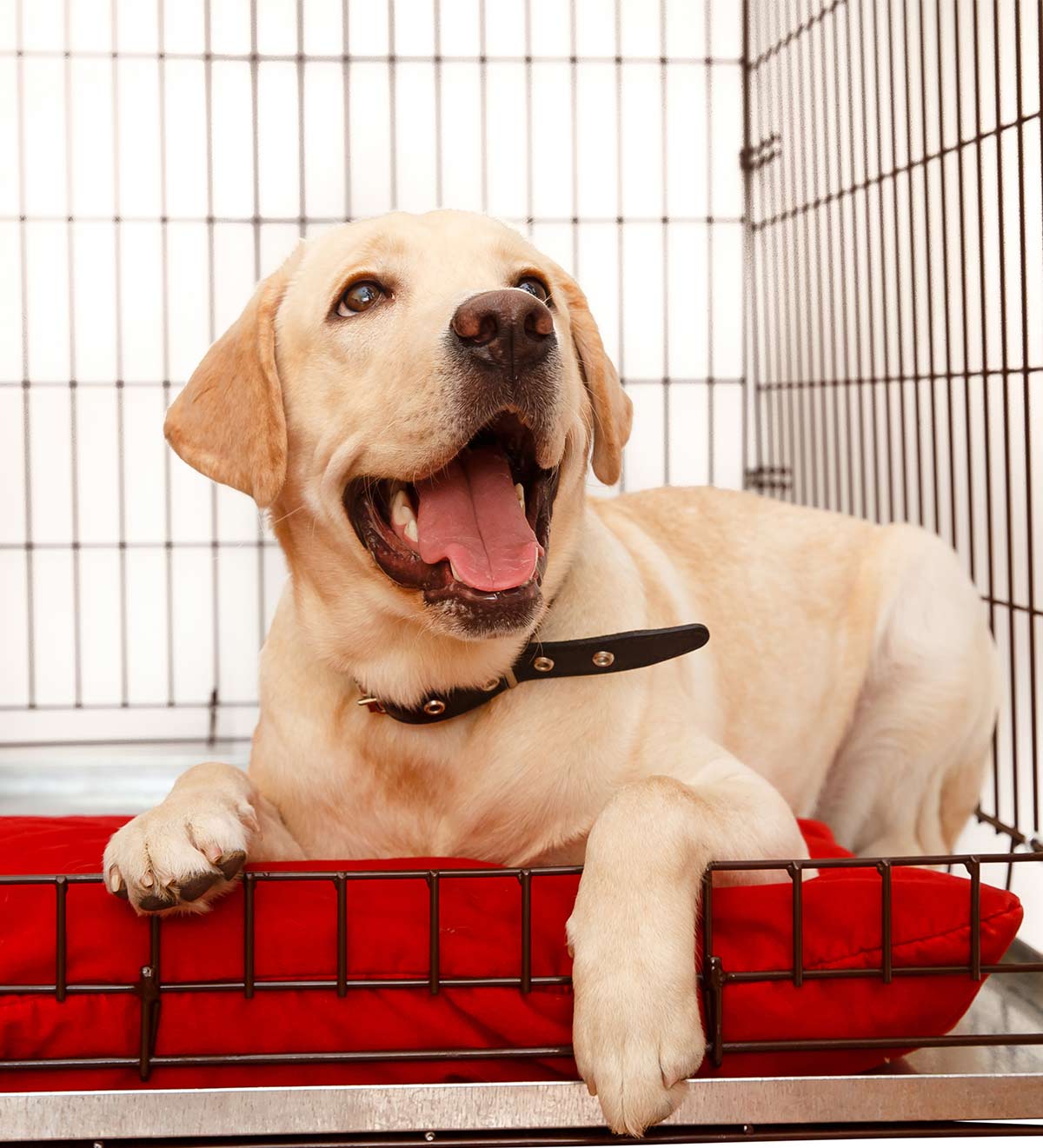 Heated Dog House