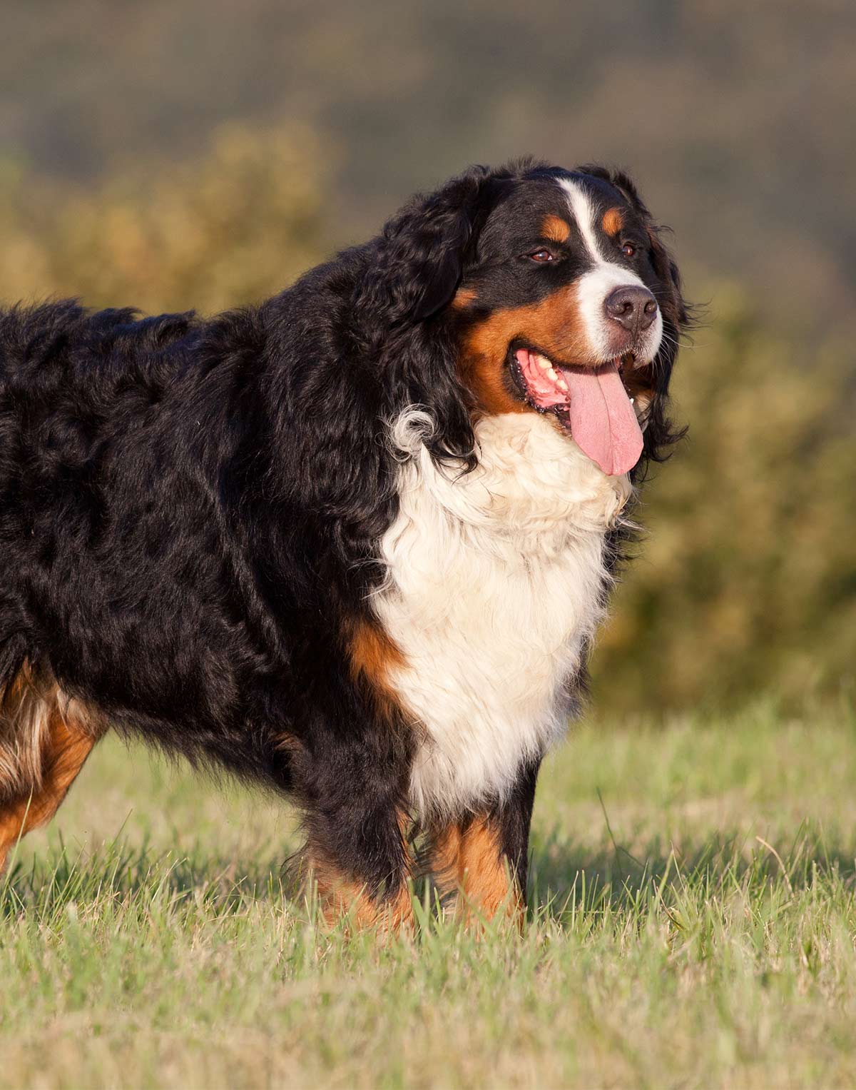 largest dog in the world 2018