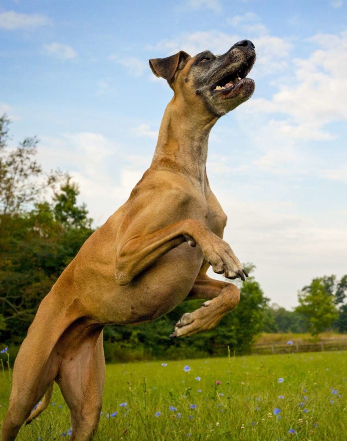 biggest dog breed in the world