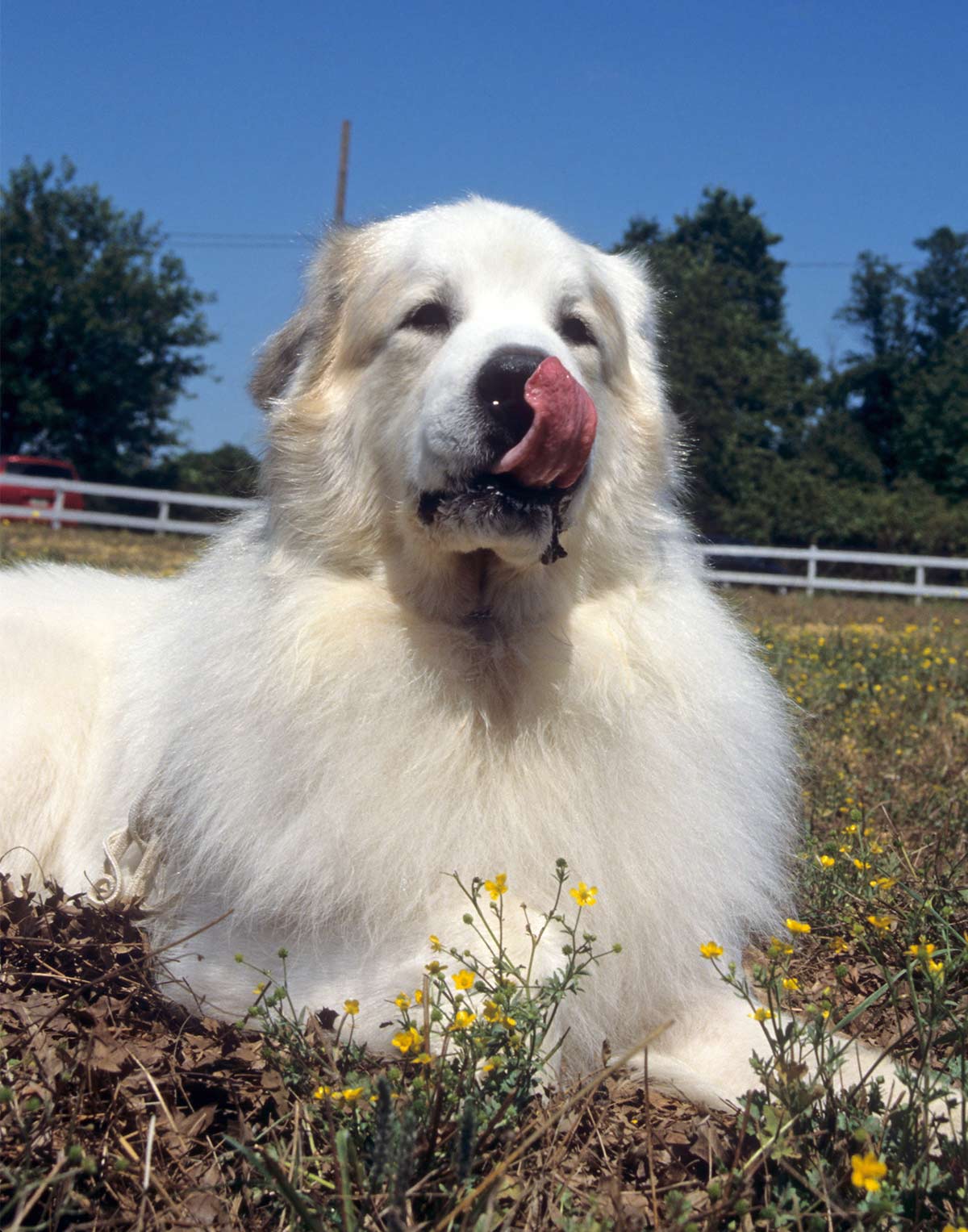 biggest dog breed in the world