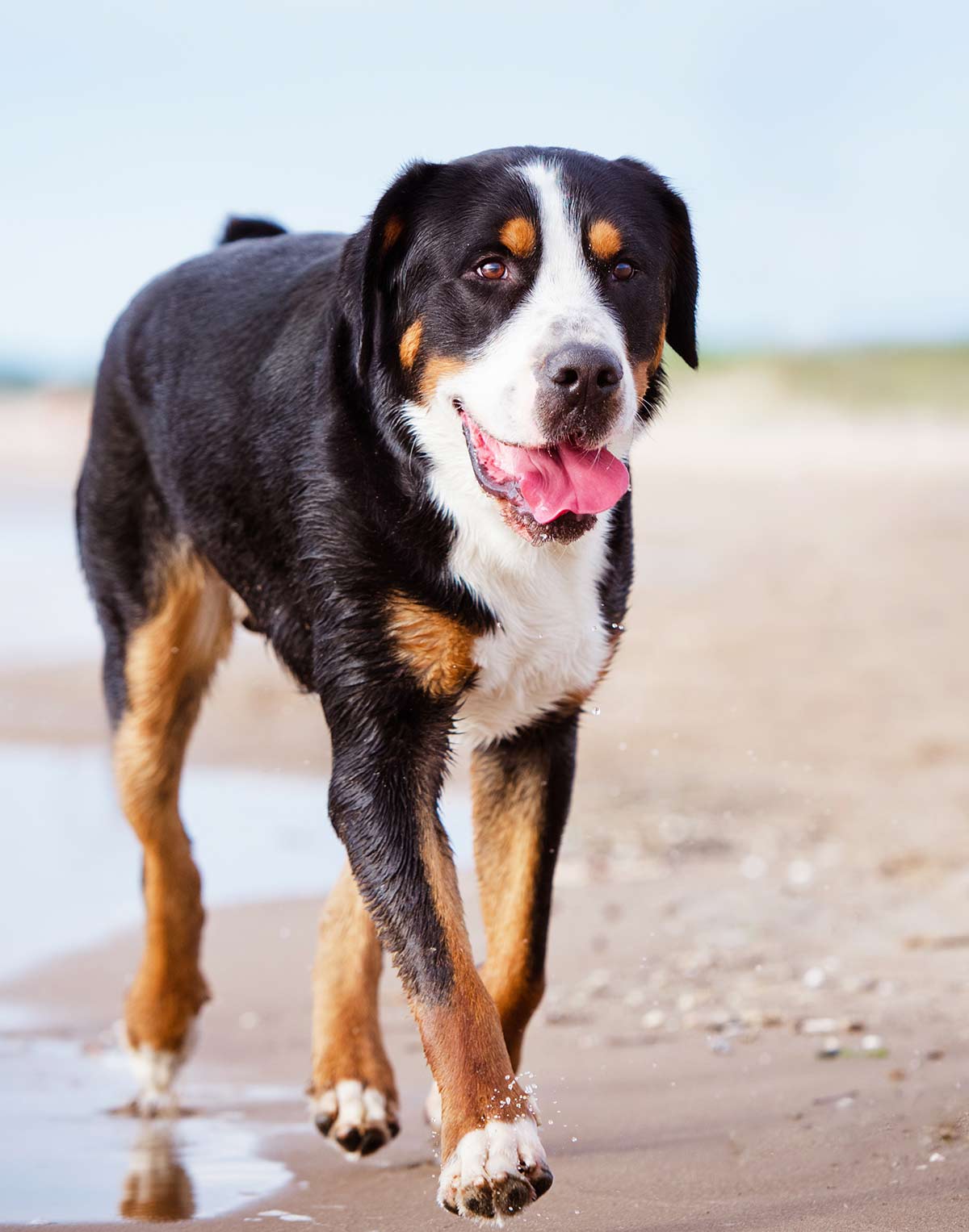 largest labrador retriever