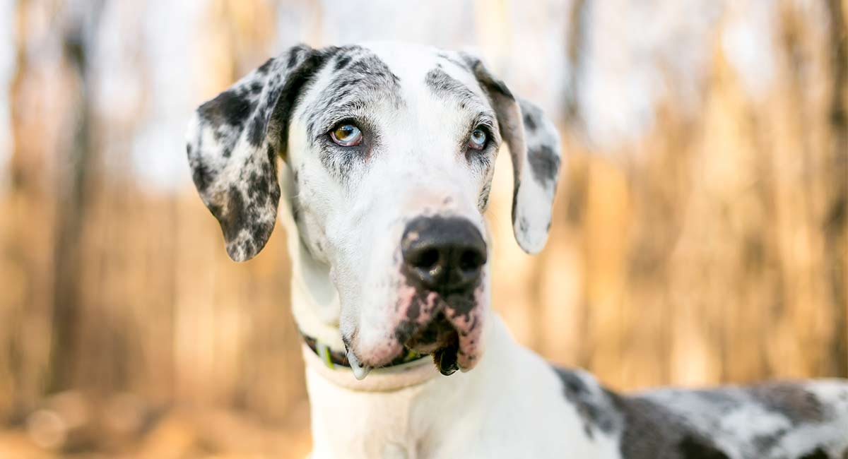 how big is the biggest dog breed