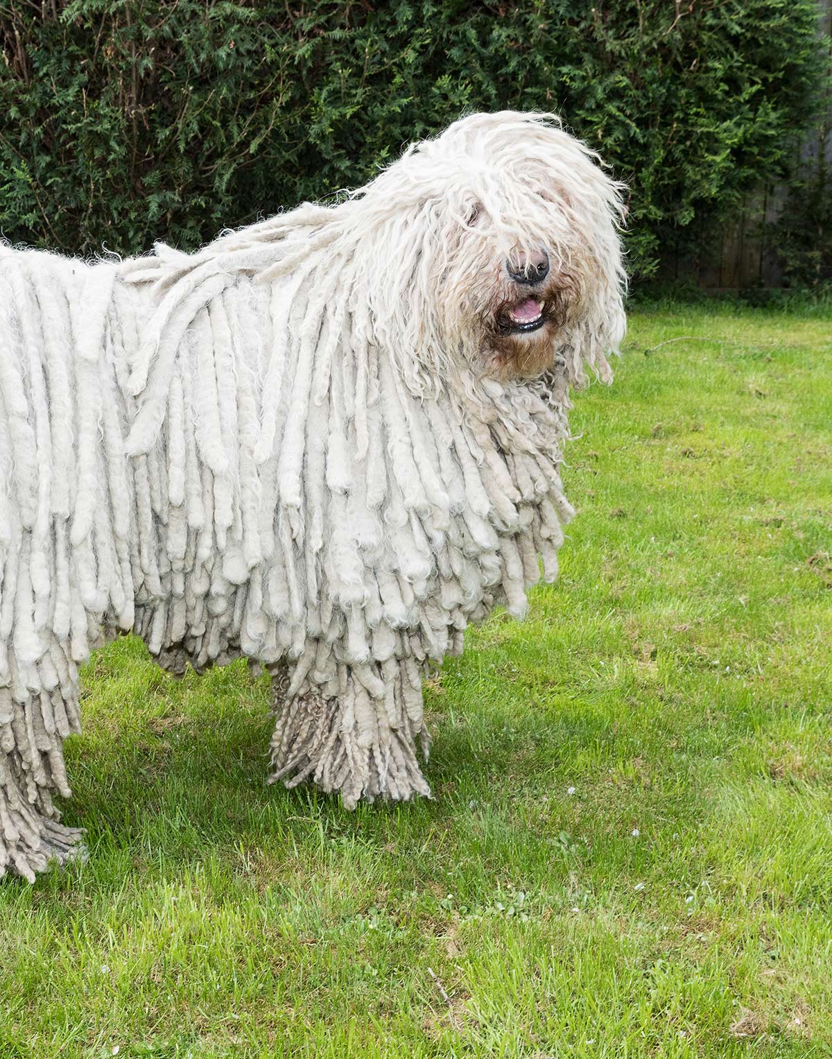 top 10 giant dogs