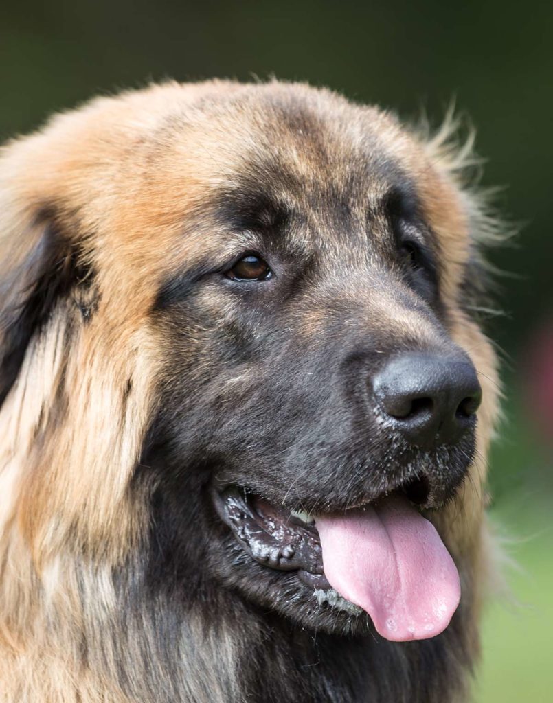biggest dog breed in the world