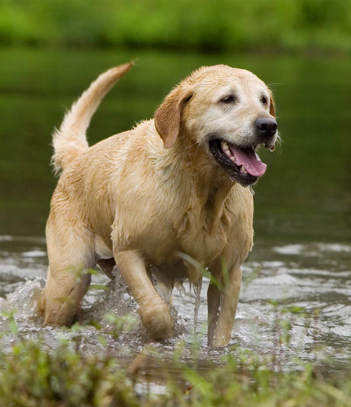 Chemotherapy For Dogs Managing Your Pet's Cancer