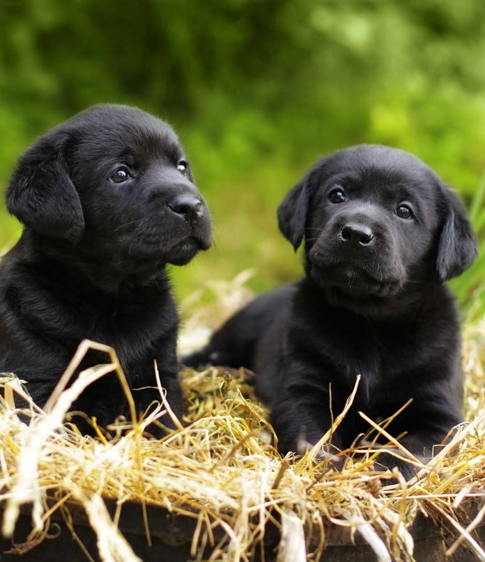 Do dogs have a sense of time 