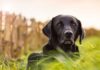 do dogs have a sense of time