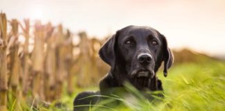 do dogs have a sense of time
