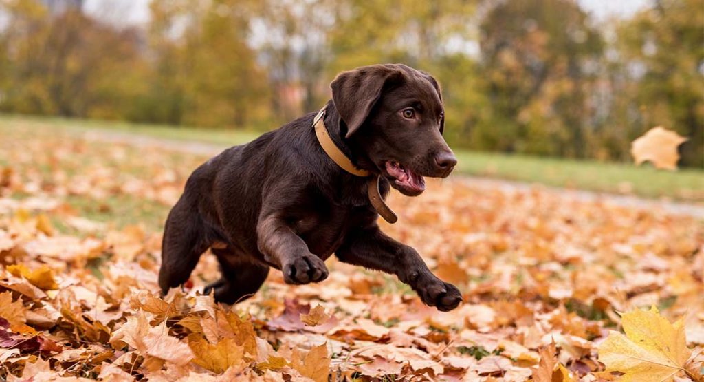 Do Dogs Have Feelings? Your Guide To Understanding Canine Emotions