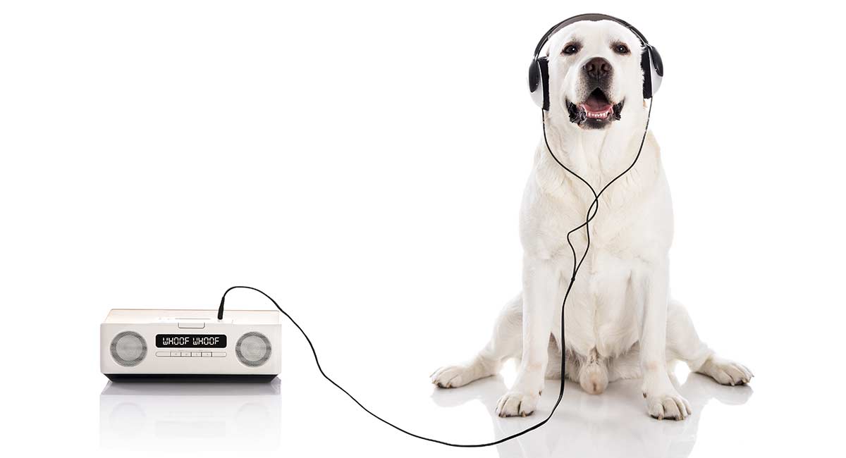 play calming music for dogs