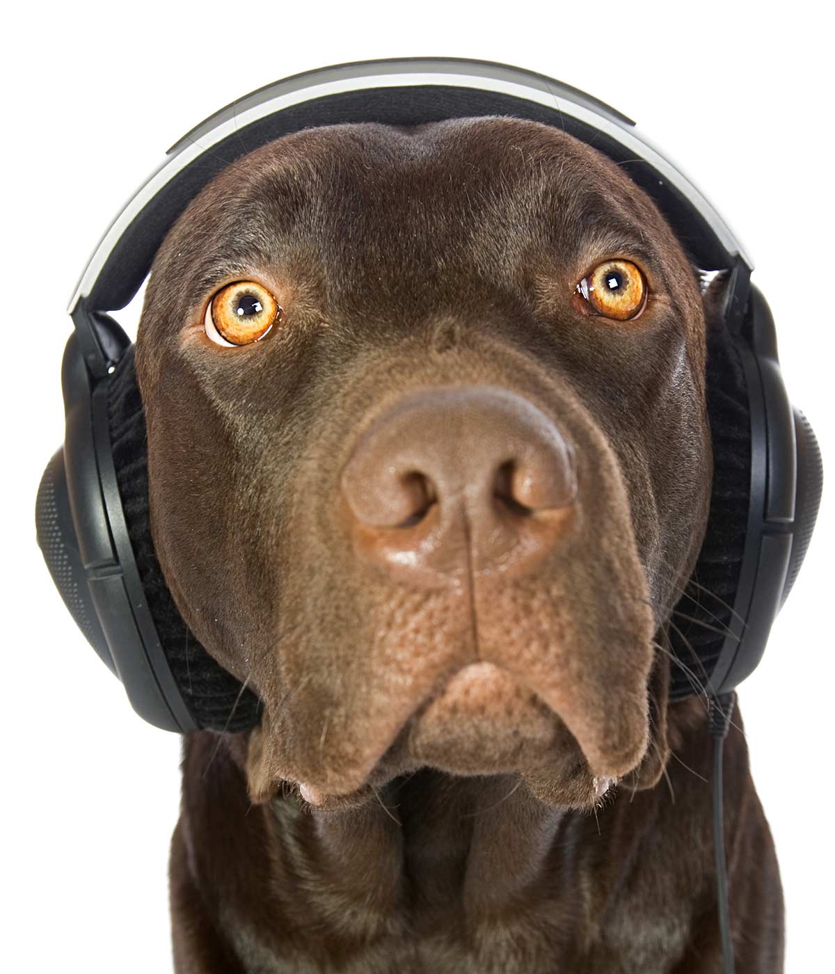 classical music to calm dogs