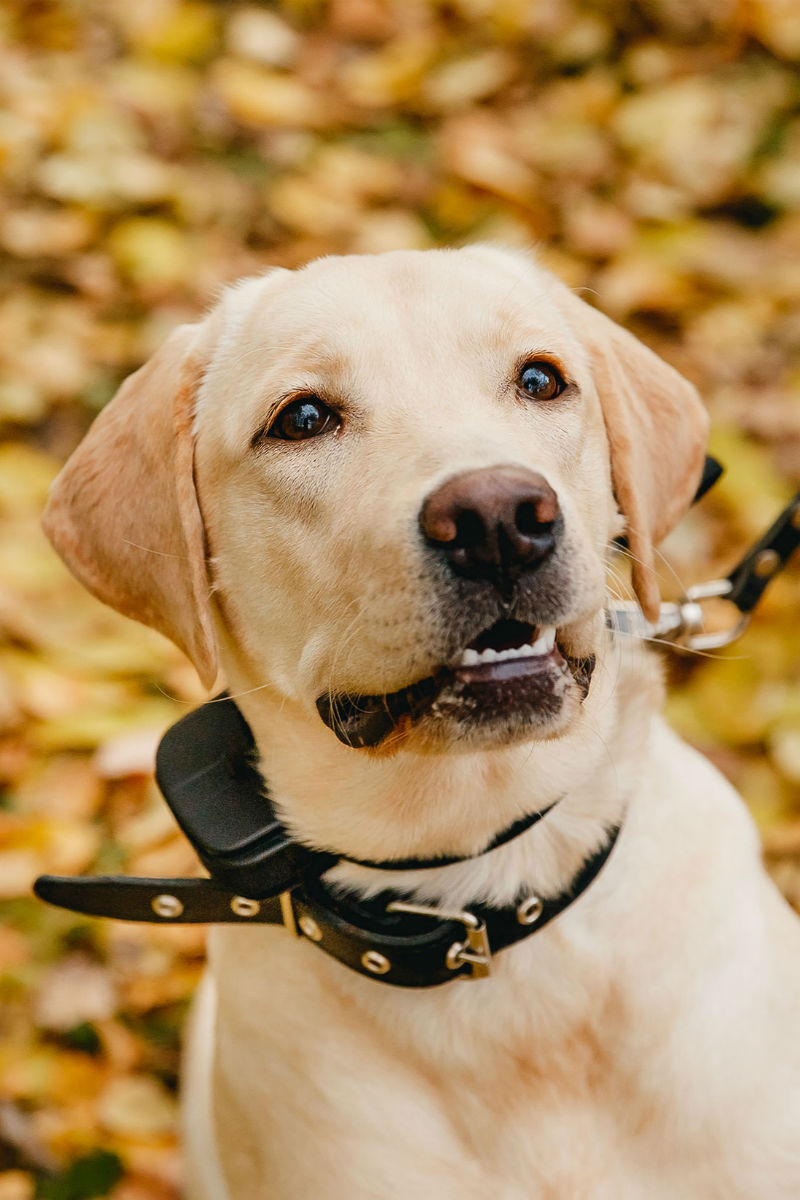 puppy shock collar