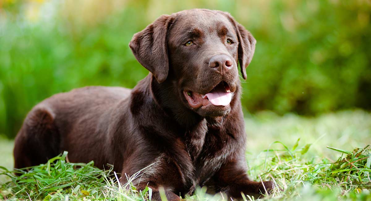Can You Put Human Sunscreen On Dogs