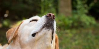 how far can a dog smell