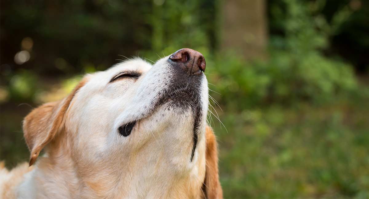 how far away can a male dog smell a female in heat