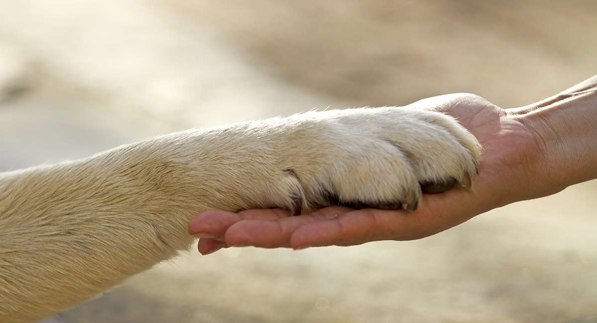 How To Stop A Dog S Nail From Bleeding How To Stop A Dog S Nail From Bleeding