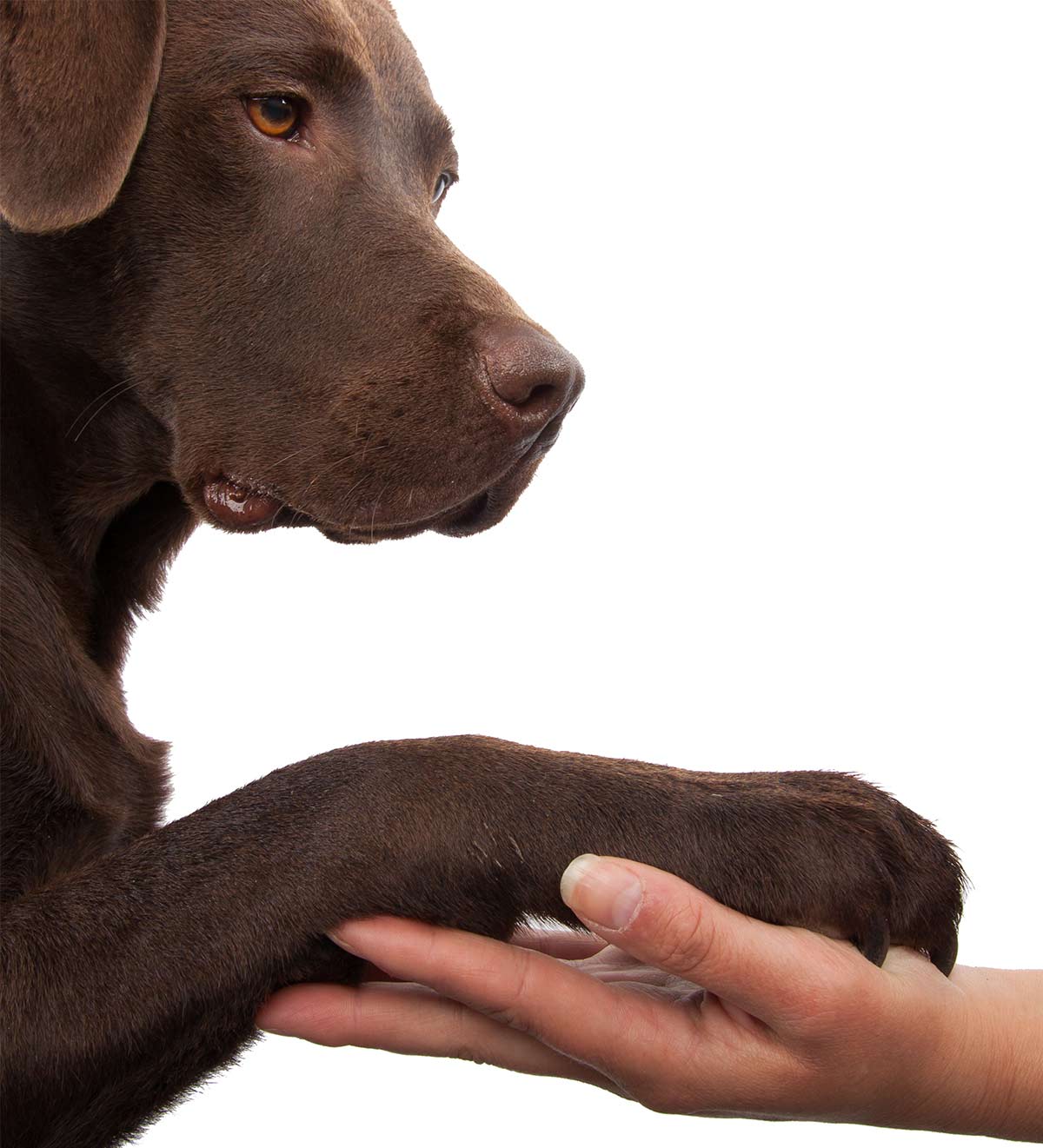 how to stop a dog's nail from bleeding
