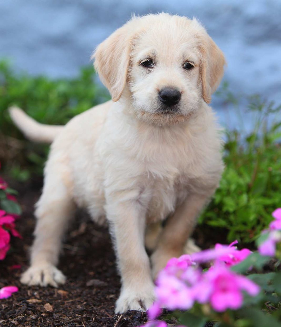 Labradoodle Names 250 Adorable Ideas For Naming Your Puppy