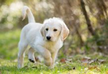 labradoodle names