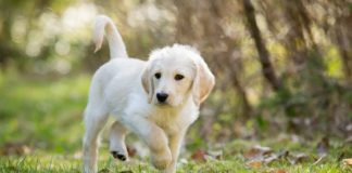 labradoodle names