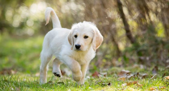 labradoodle names